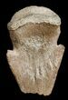Pachycephalosaurus Foot Claw From Montana #3442-2